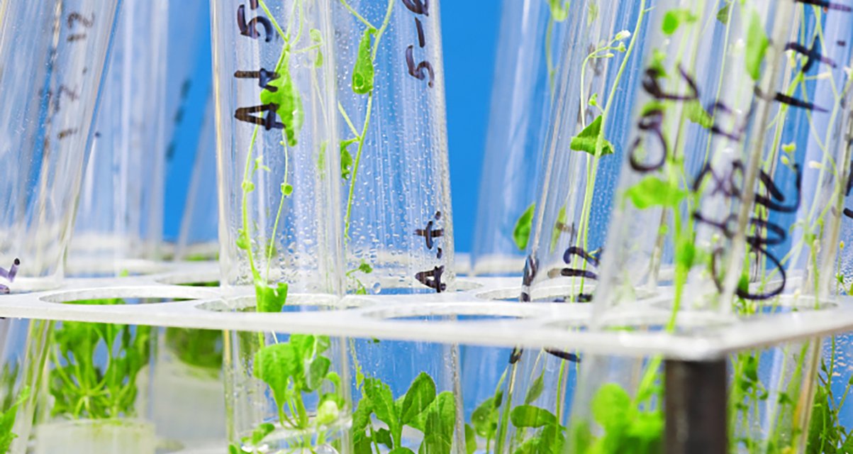 reagensglass med plante Article Image